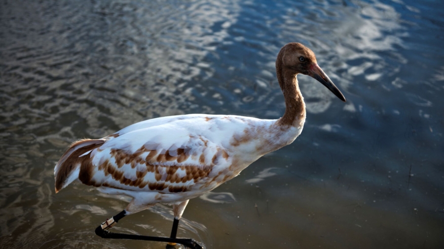 Endangered Birds Given New Life as COVID-19 Rules Relax