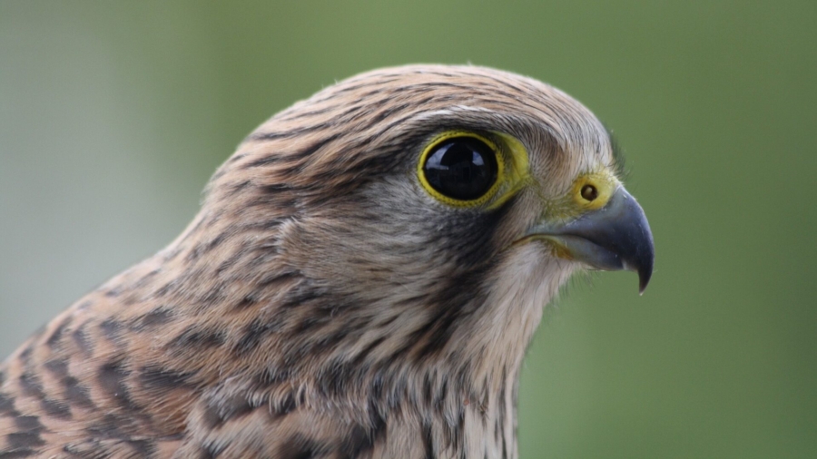 Heat Wave Forces Baby Hawks to Flee Nests