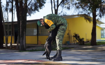 Mexican Army Creates Home for Street Dogs