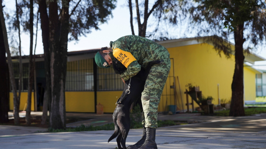 Mexican Army Creates Home for Street Dogs