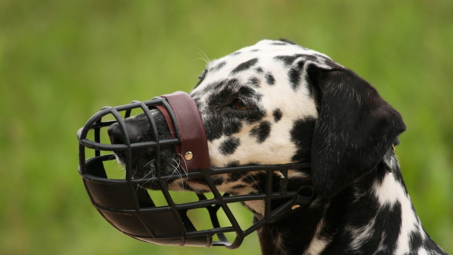 Report: Dog Muzzle Sent to Official Bought on Credit Card in Her Name