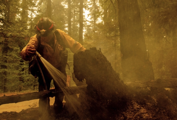 Central Calaveras firefighter Ryan Carpenter extinguishes flames from the Caldor Fire on Hazel Valley Road east of Riverton, Calif., on Aug. 19, 2021. (Ethan Swope/AP Photo)