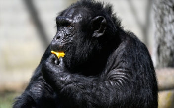Gorilla at Albuquerque Zoo Euthanized Because of Infection