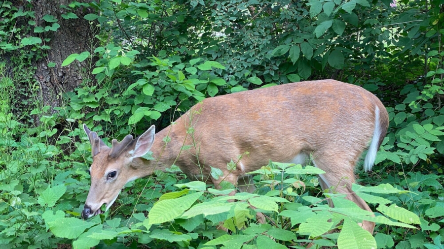 US Reports World’s First Deer With COVID-19