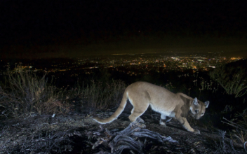 Mountain Lion Killed After Attacking Child in California