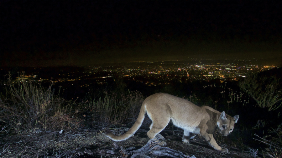 Mountain Lion Killed After Attacking Child in California