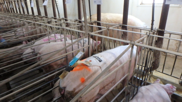 In this undated photo provided by Dwight Mogler shows some breeding eligible gilts (young breeding females) on his farm in Alvord, Iowa. (Janae Metzger/Pig Hill Farms via AP)