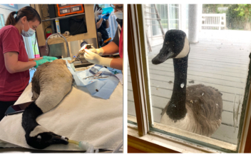 Loyal Goose Woefully Watches Injured Mate Undergo Surgery Through Window of Wildlife Hospital