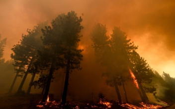 Red Tape Stokes Devastating Wildfires: Report