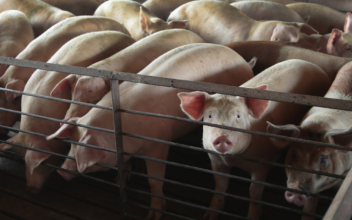 California Pig Law Might Lead to Expensive Bacon