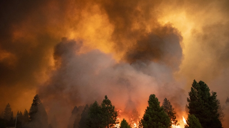 ‘Overabundance of Fuel': Forest Expert on Wildfires