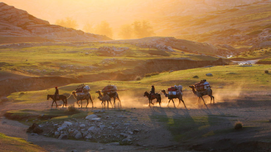 Heat Wave Starves Horses on Kazakh Steppe