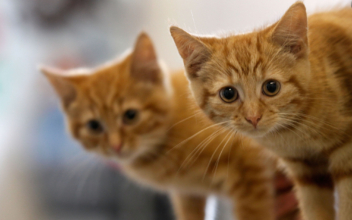 Pets Look for ‘Purrfect Match’ on Tinder