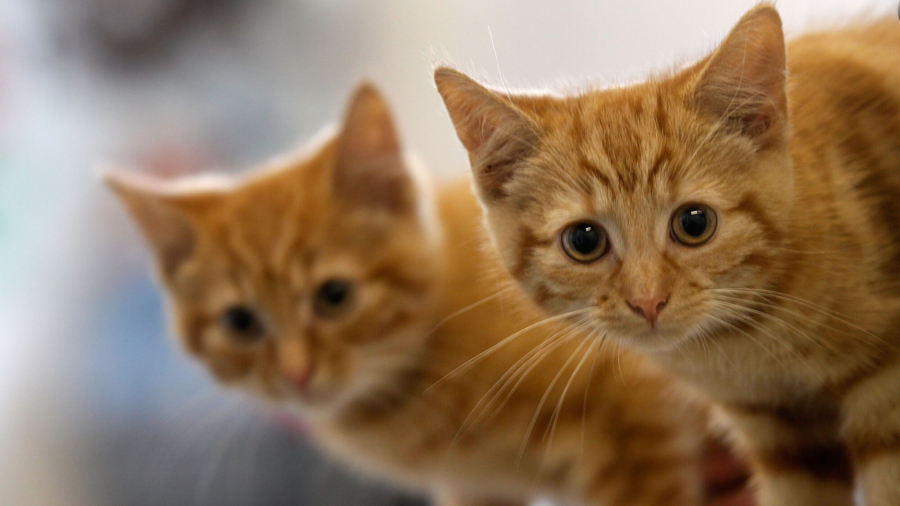Pets Look for 'Purrfect Match' on Tinder