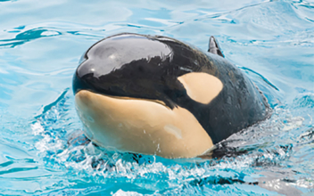 The Youngest Orca at SeaWorld San Diego Just Died Suddenly
