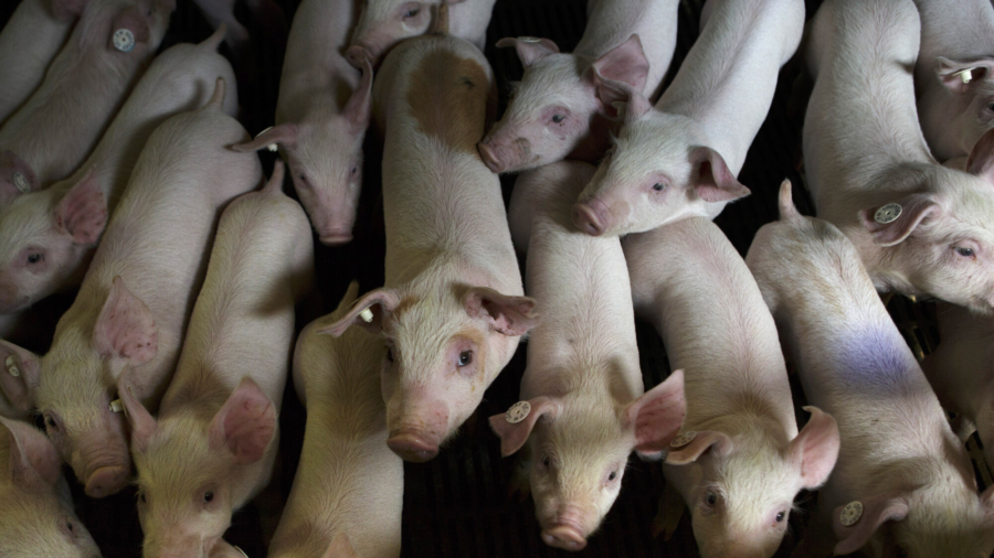 Dominican Republic to Kill Thousands of Pigs Over Swine Fever Outbreak