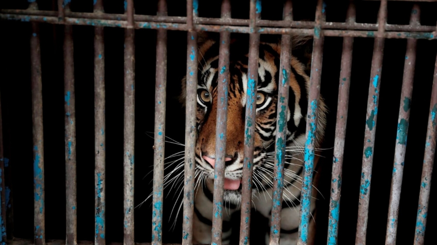 2 Rare Sumatran Tigers Recovering After Catching COVID-19