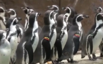 Thai Penguins Exercise Amid Lockdown