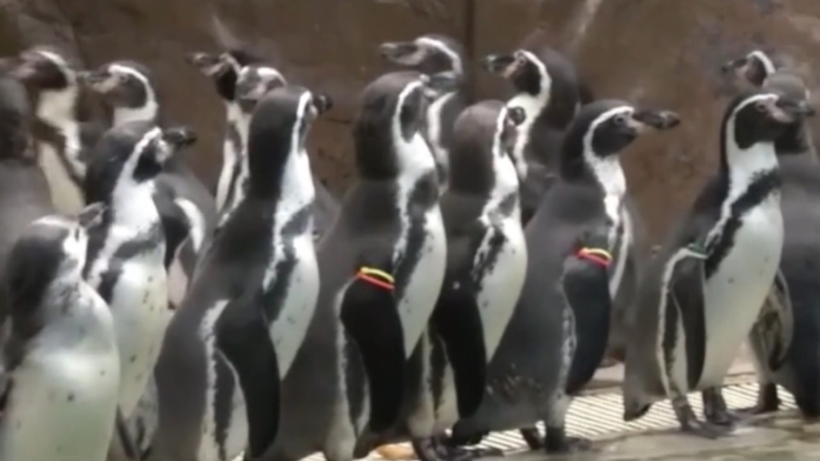 Thai Penguins Exercise Amid Lockdown