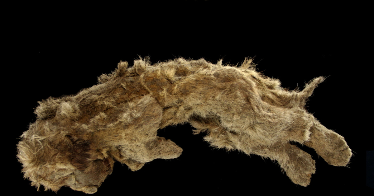 Perfectly Preserved Cave Lion Cub Found Frozen in Siberia Is 28,000