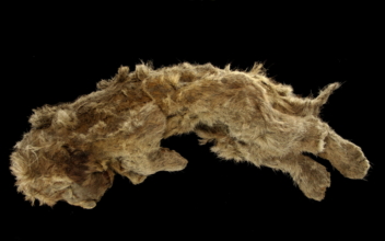 Perfectly Preserved Cave Lion Cub Found Frozen in Siberia Is 28,000 Years Old