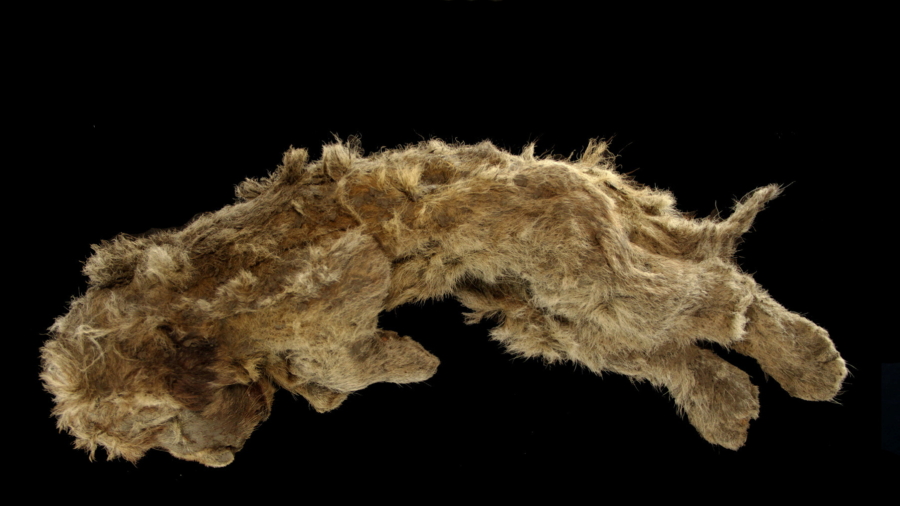 Perfectly Preserved Cave Lion Cub Found Frozen in Siberia Is 28,000 Years Old