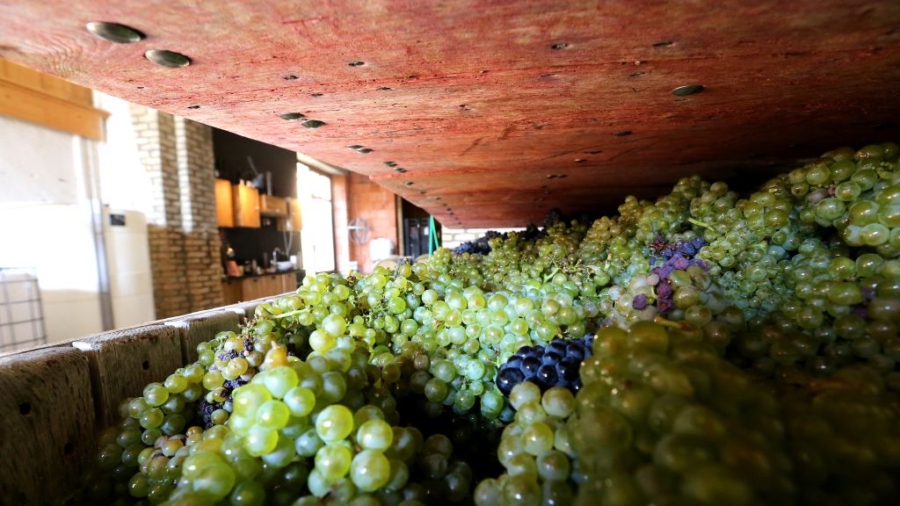 Champagne Producers Struggle Amid Rains