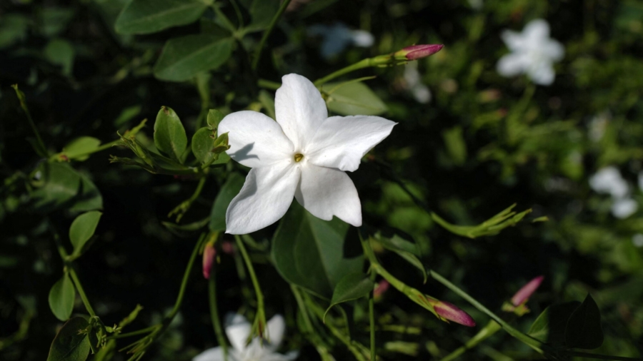 Harvesting Key Flower of Chanel's No. 5