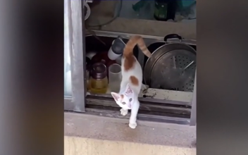 Neighbor Rescues Trapped Kitten From Balcony in Eastern China