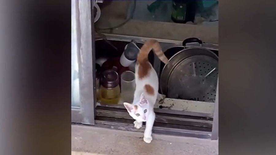Neighbor Rescues Trapped Kitten From Balcony in Eastern China