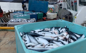 California, Oregon Ban Salmon Fishing for 2023