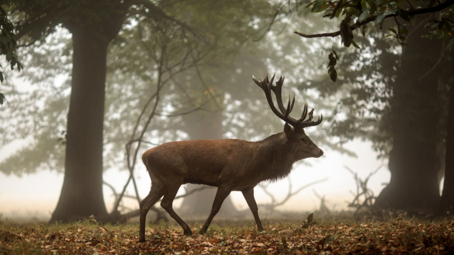 Beautiful Stags Gatecrash Holiday Home