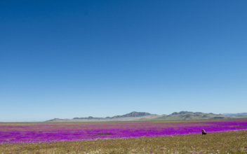 Chile to Make Desert Flowers Bloom Annually