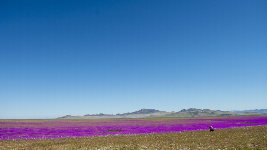 Chile to Make Desert Flowers Bloom Annually