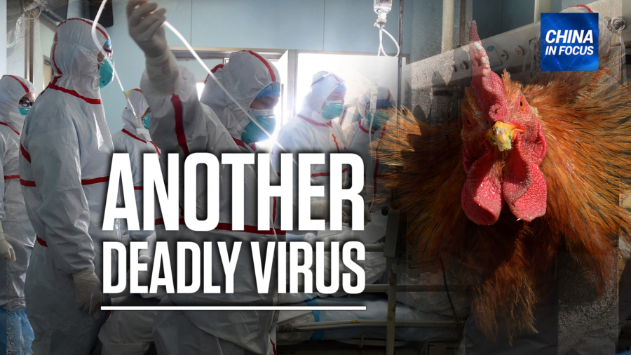 China Reports Human Case of Bird Flu