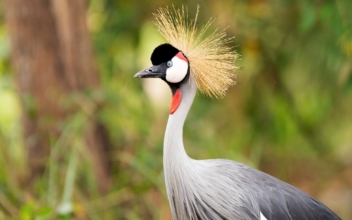 Rwandan Conservationist Helps to Save Hundreds of Cranes