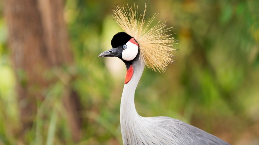 Rwandan Conservationist Helps to Save Hundreds of Cranes