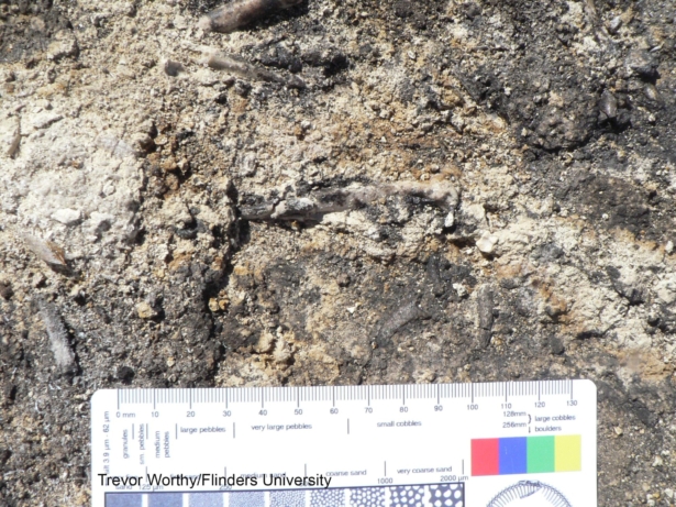 A closeup of the Archaehierax sylvestris fossil as it appeared in the field. (<span style="font-weight: 400">Courtesy of </span>TH Worthy/Flinders University)