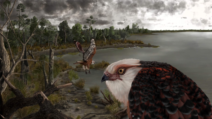 Rare Fossil of 25-Million-Year-Old Eagle That Hunted Koalas Found in South Australia