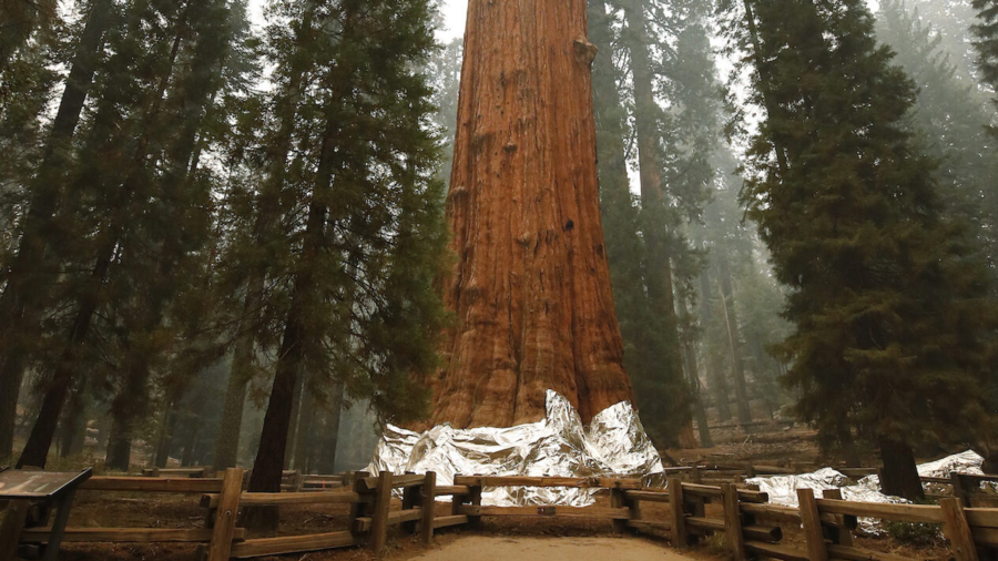California Forest Officials Find New Ways to Protect Sequoias From Wildfires