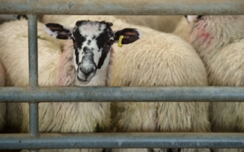 Prime Minister: United States Lifting Ban on British Lamb