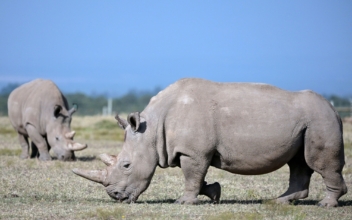 Kenya’s Northern White Rhinos Face Extinction
