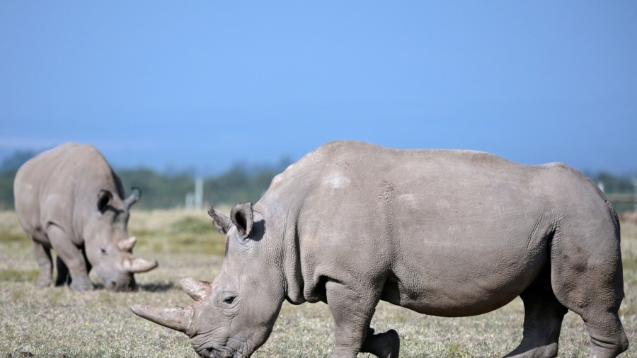 Kenya's Northern White Rhinos Face Extinction