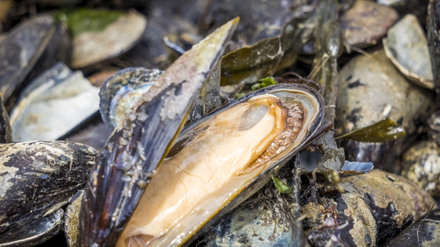 Mussel Farmers Worry About Summer Heat