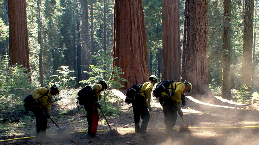 Firefighters Protect California Sequoia Groves