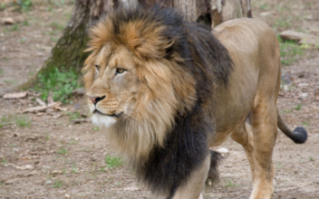 Lions and Tigers at Washington’s National Zoo Test Presumptive Positive for COVID-19