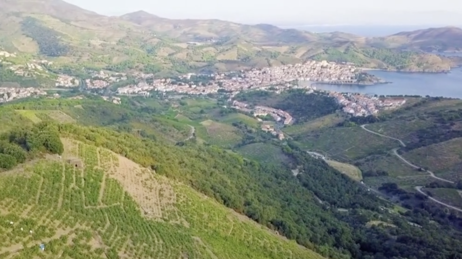 Vineyard in Southern France: A Templar Tradition
