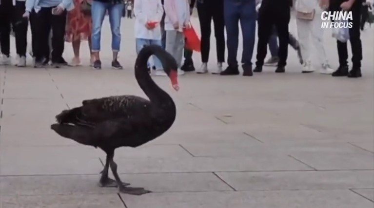 Black Swan Visits Beijing's Tiananmen Square