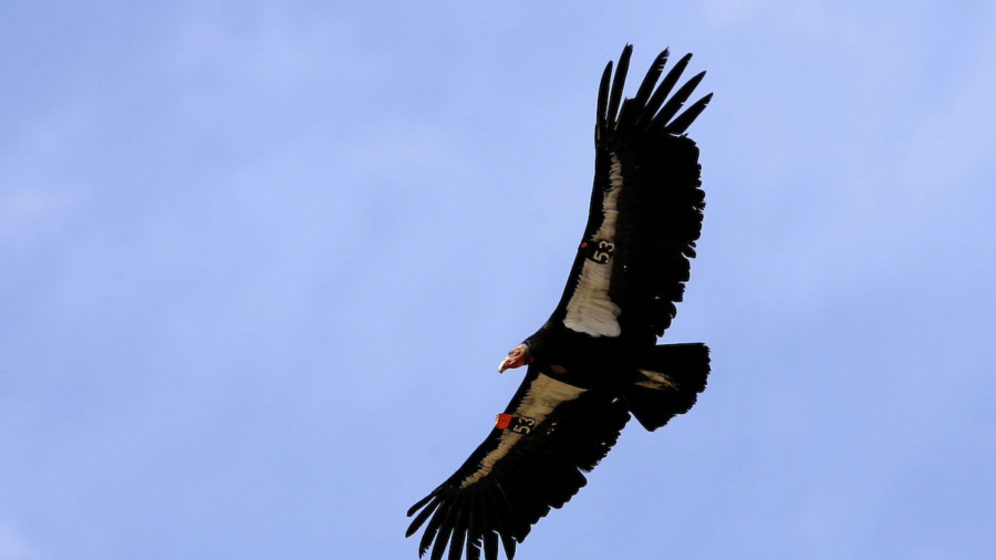 Rescued Condors Released Back Into the Wild