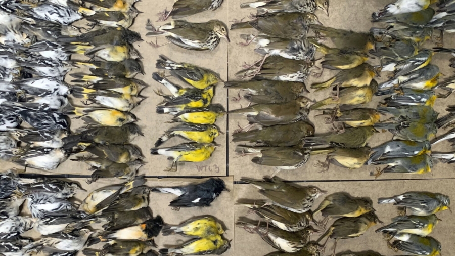 Hundreds of Migrating Songbirds Crash Into NYC Skyscrapers